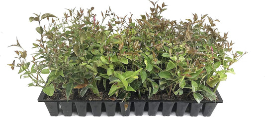 Star Jasmine - 3 Live Plants - Jasminum Nitidum - Fragrant Blooming Evergreen Vine