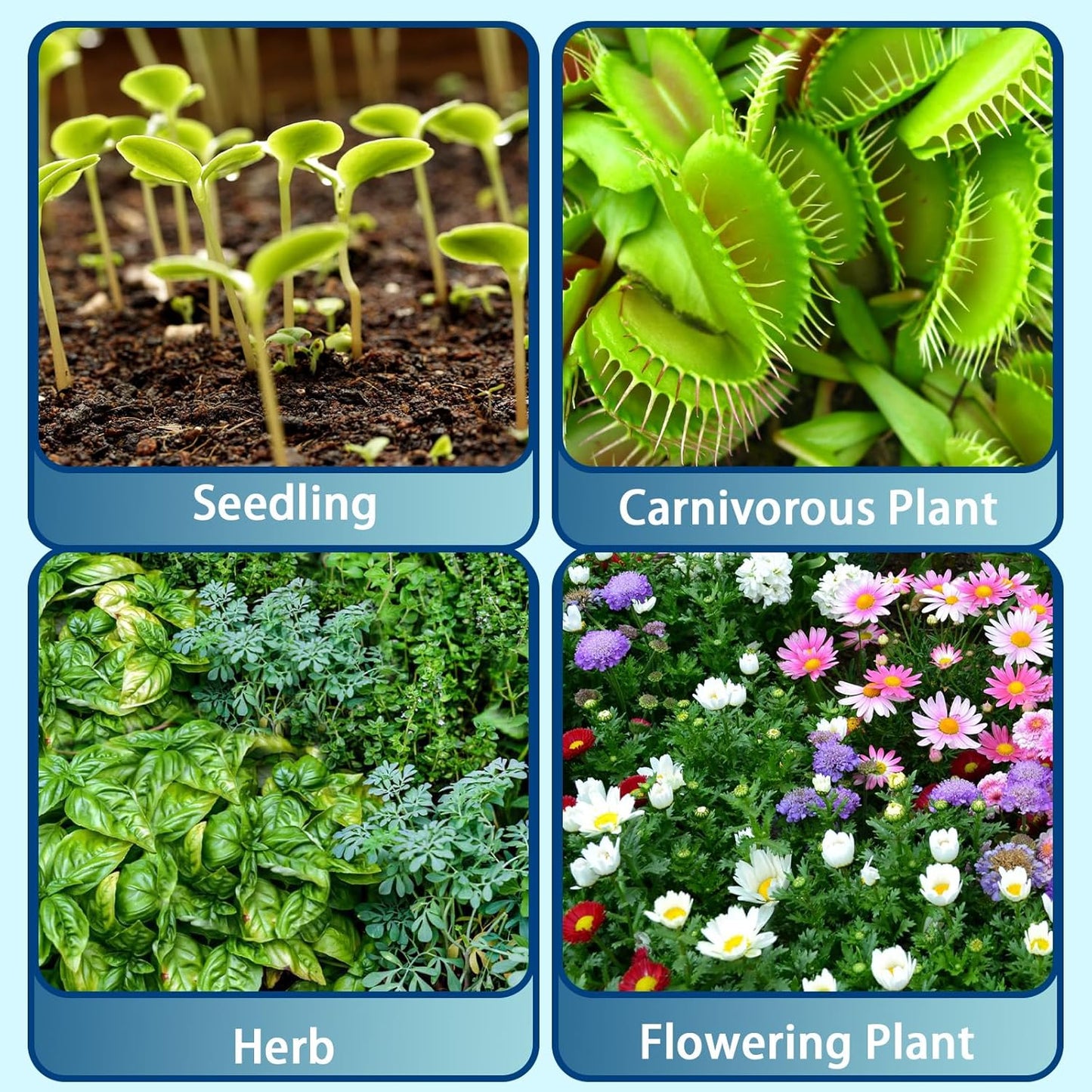 Sphagnum Peat Moss for Plants 1qt, Organic Garden Growing Soil Amendment and Media for Flowers, Vegetables, Herbs, Orchid, Indoor Houseplant