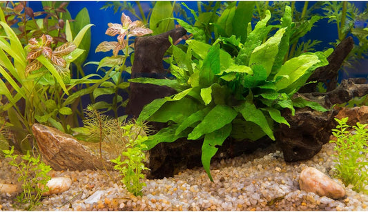 Aquarium Backdrop Underwater Grass Leaves Pebble Aquarium Background Vivid and Fresh Green Aquatic Plant Stone River Bed Fish Dead Wood Leaves Tank Background Decors Vinyl 30x18in