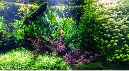 Aquarium Background Various Underwater Grass Plants Fish Tank Background Vivid Green Aquatic Plants Terrarium Background Stone River Bed and Dead Wood Under Water Tank Background 48x24in