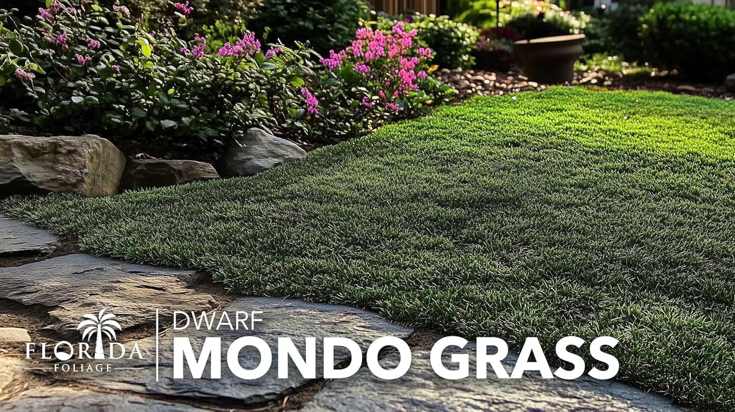 Dwarf Mondo Grass | 20 Live Plants | Japonicus Nanus | Shade Loving Evergreen Lilyturf Groundcover