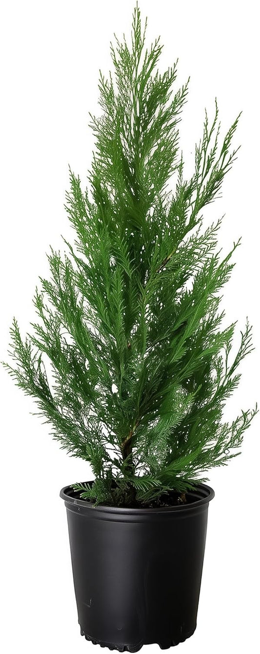 Leyland Cypress |3 Large Gallon Size Plants | Cupressocyparis leylandii | Fast Growing Privacy Trees, Evergreen Landscape Plants, Drought Tolerant, Low Maintenance, Windbreak, Hardy