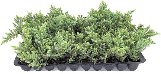 San Jose Juniper | 40 Live Plants | Juniperus Chinensis | Bonsai Drought Tolerant Cold Hardy Evergreen Groundcover