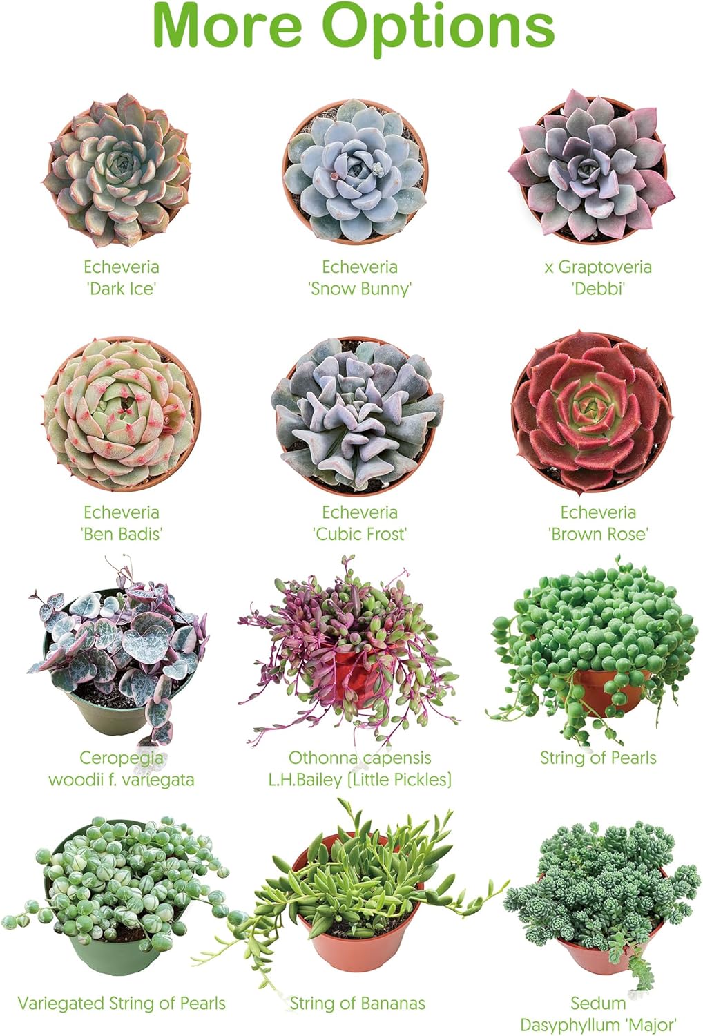 Live Succulents 'String of Bananas' (4-inch), Succulent Plants Fully Rooted in Pots with Soil, Easy-Care House Plant for DIY, Home Office Decor, Wedding Party Favor