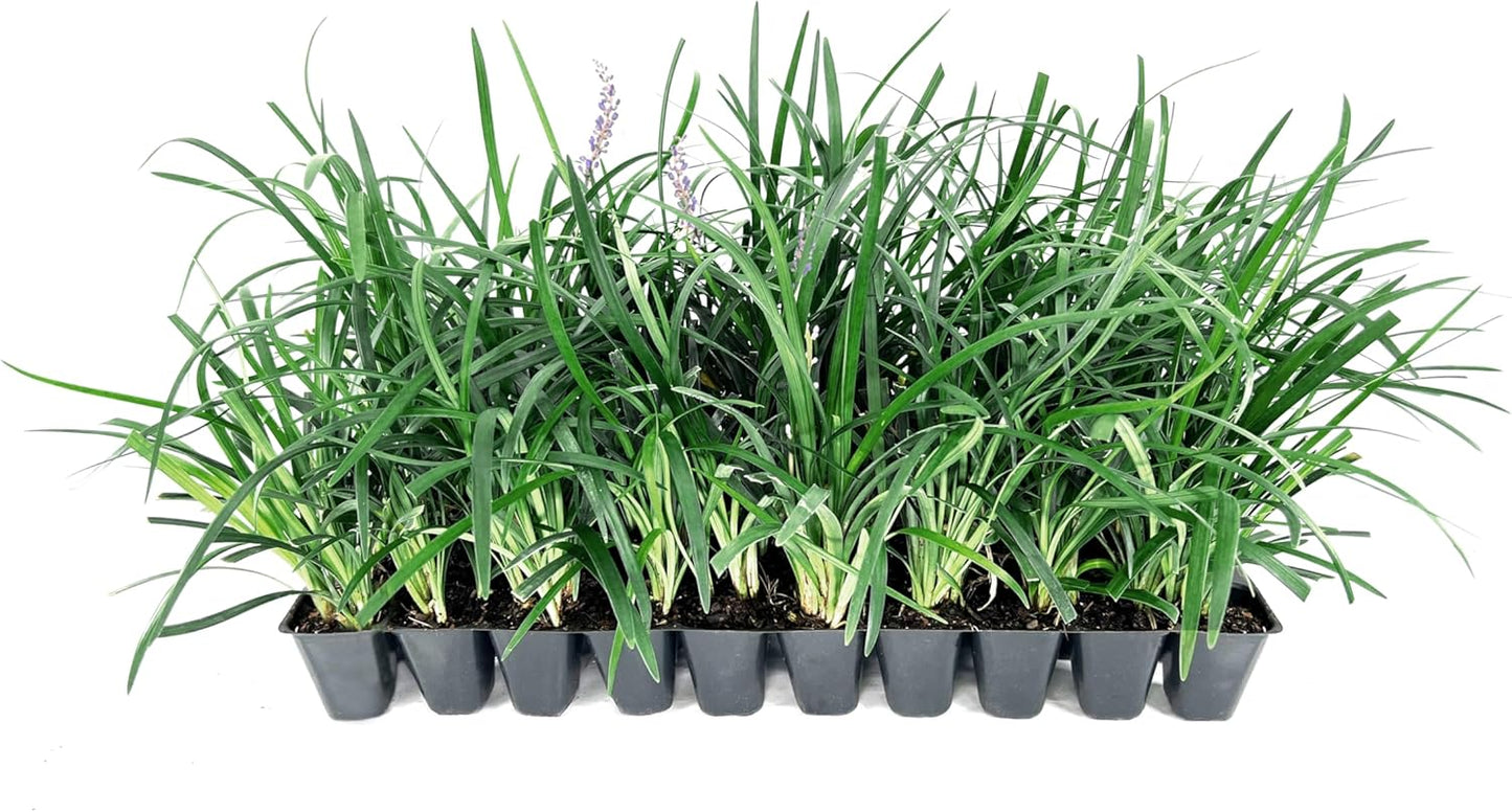Super Blue | 5 Live Plants | Liriope Muscari | Ground Cover Plant, Ornamental Grass, Drought Tolerant, Low Maintenance, Evergreen Foliage, Purple Flower Spikes, Shade Garden Favorite, Easy to Grow