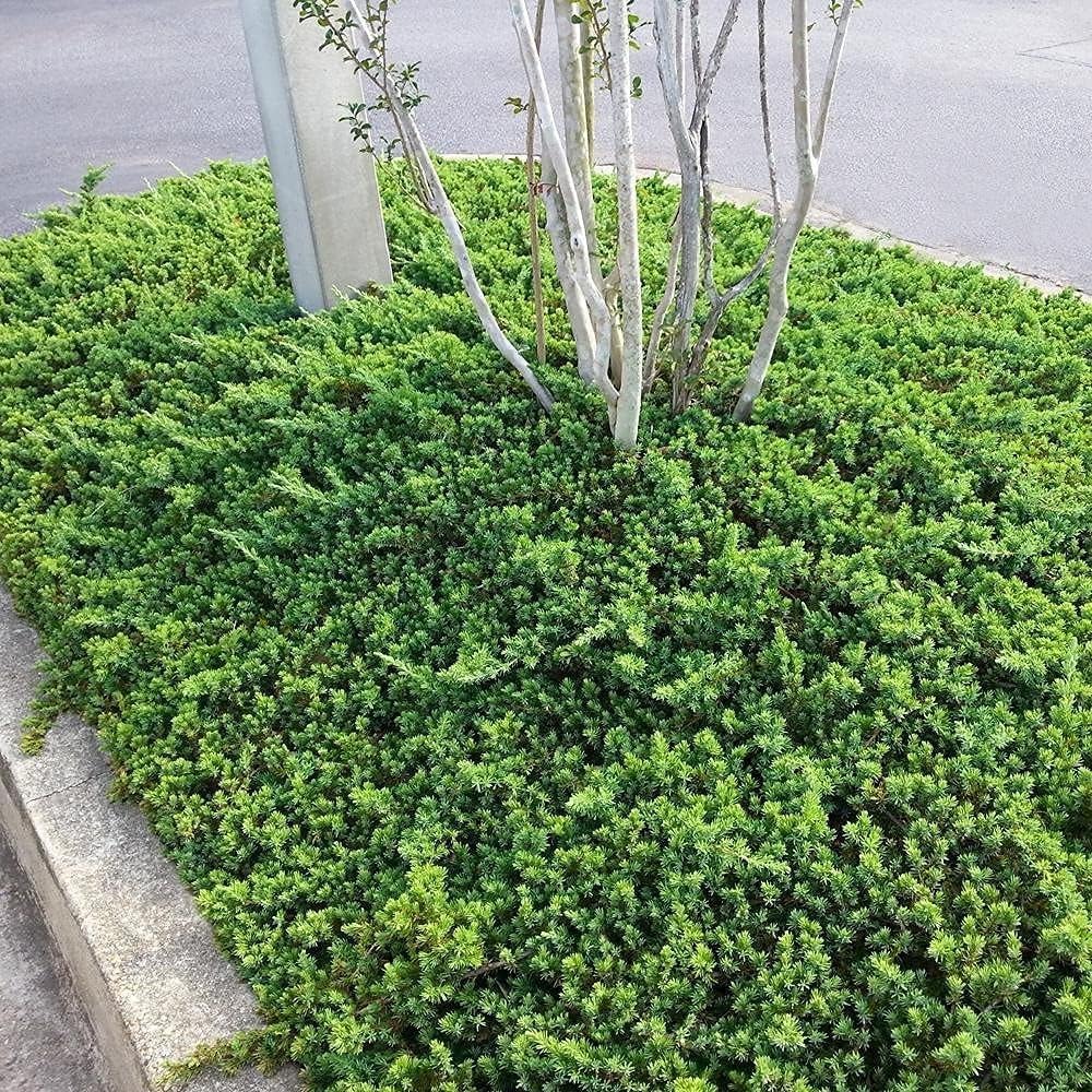 Dwarf Japanese Garden Juniper | 5 Live 4 Inch Pots | Juniperus Procumbens Nana | Drought Tolerant Evergreen Groundcover | Great Plants for Bonsai