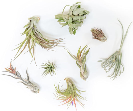 Air Plant Shop 20 Pack Tillandsia Air Plant Grab Bag of Premium Medium & Large Plants- Wholesale and Bulk - Succulents - Live Tillandsia - Easy Care Indoor and Outdoor House Plants