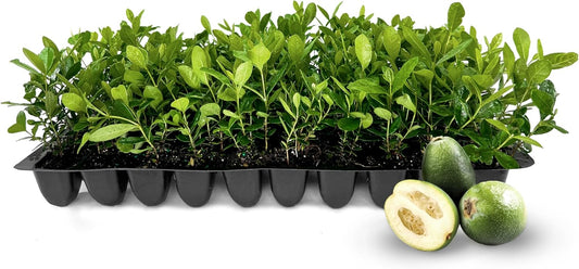 Pineapple Guava - 30 Live Plants - Feijoa Sellowiana - Edible Fruit and Flowering Foliage