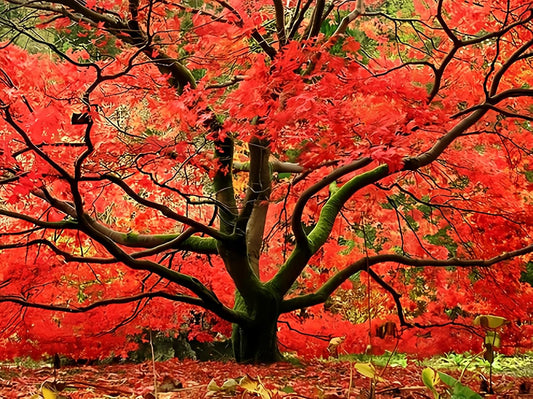 Red Japanese Maple - Live Plant 2-3 feet Tall - Deep Red Leaves