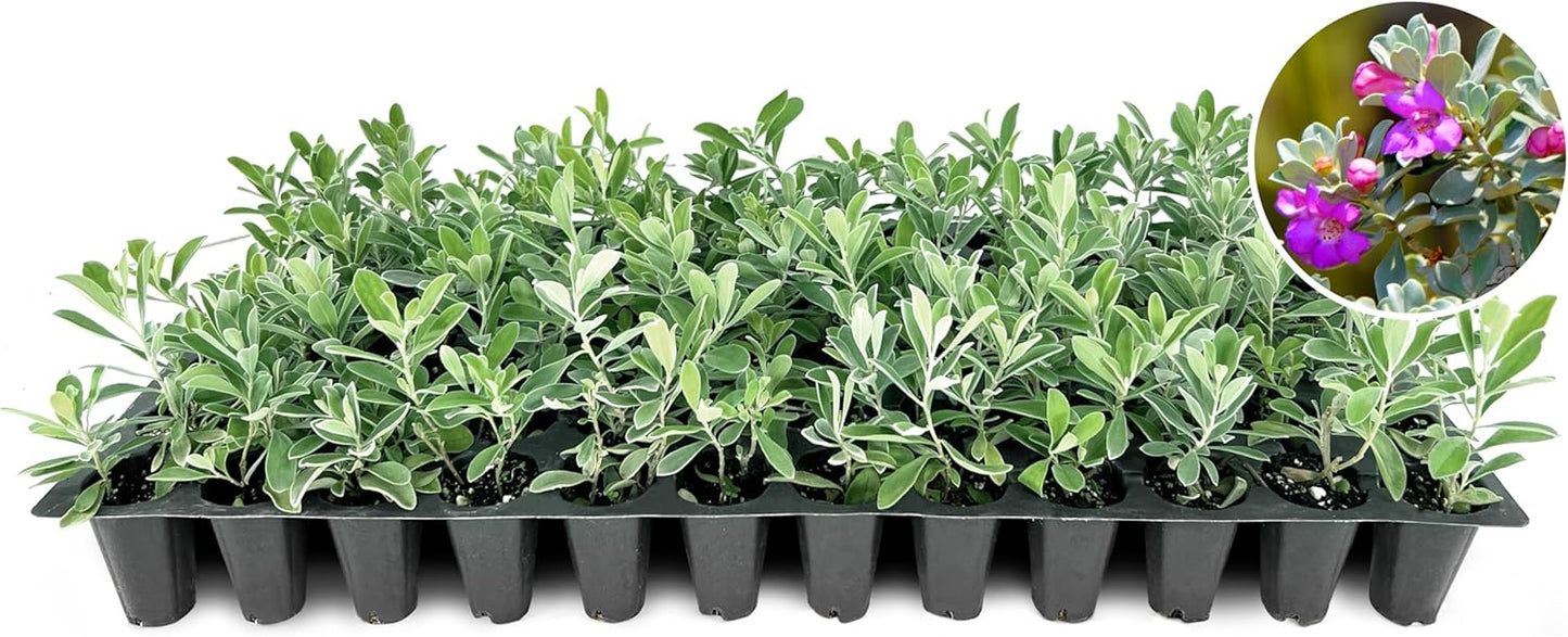 Texas Sage | 10 Live Plants | Leucophyllum frutescens | Drought-Tolerant Shrub for Landscaping | Hardy Evergreen with Silver Foliage and Purple Blooms