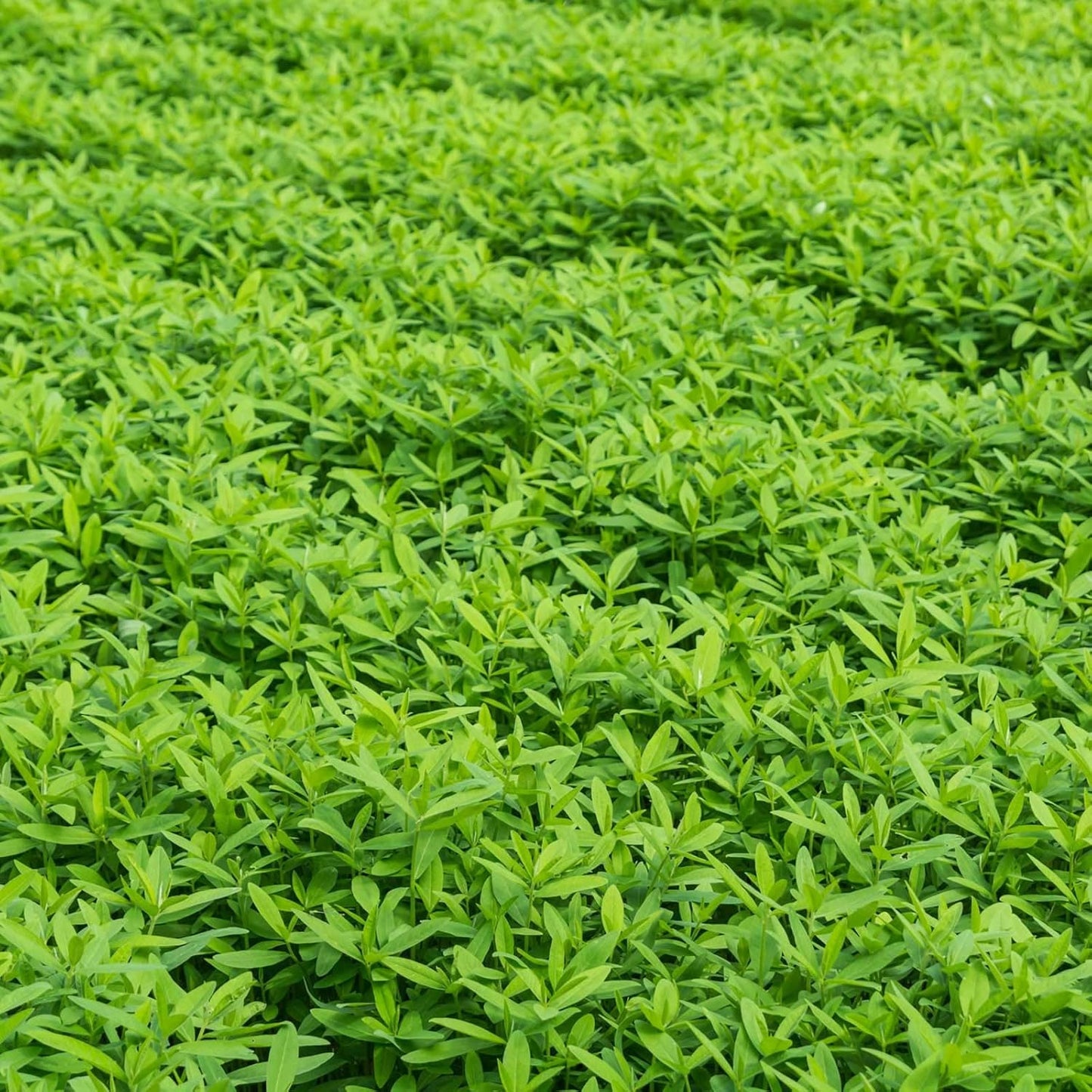 No-Till Garden Farm and Garden Cover Crop Mix Seeds - 5 Lbs - Blend of Gardening Cover Crop Seeds: Hairy Vetch, Daikon Radish, Forage Collards, Triticale, More