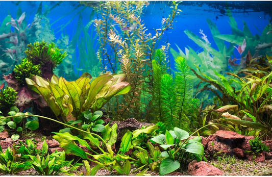Aquarium Background Various Underwater Grass Plants Fish Tank Background Vivid Green Aquatic Plants Terrarium Backdrop Stone River Bed Dead Wood Purple Stone Fish Tank Wallpaper 48x24in
