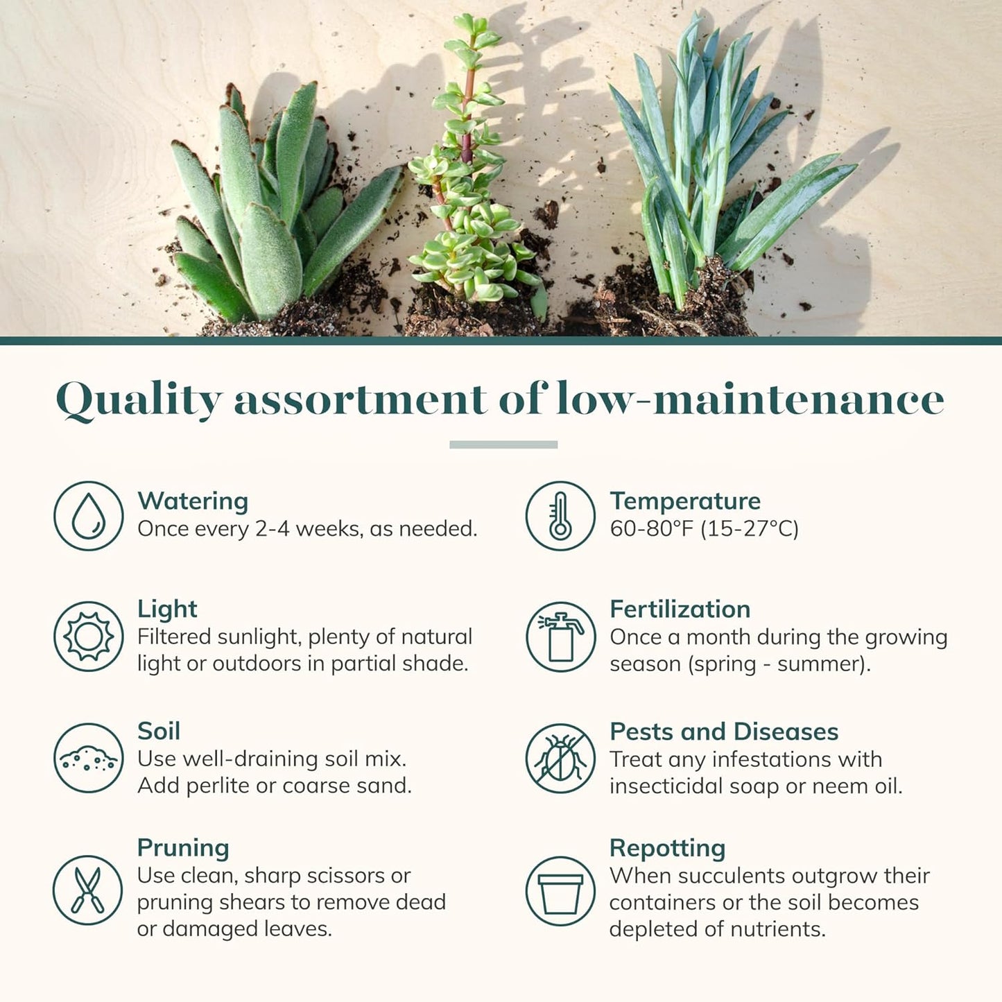 Shop Succulents Assorted Succulent Plant Pack Bulk Collection - Live Mini Succulent Plants, Low Maintenance, Mixture of Colors & Textures - Wedding and Party Favors, Gift & Garden, Pack of 64