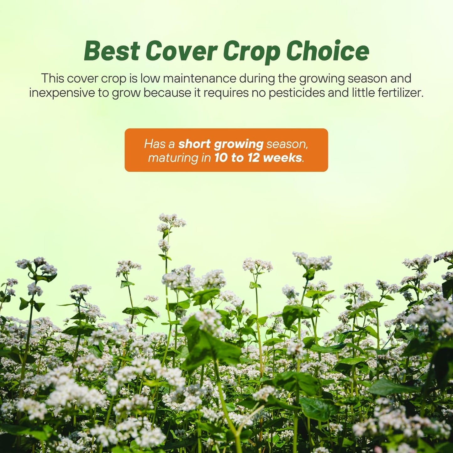 Outsidepride Buckwheat Seeds - 20lbs Annual, Fast-Growing, Easy to Grow Buckwheat Cover Crop Seeds for Green Manure, Bee Pasture & Pollinators, Wildlife Habitat, Soil Improvement, and Erosion Control