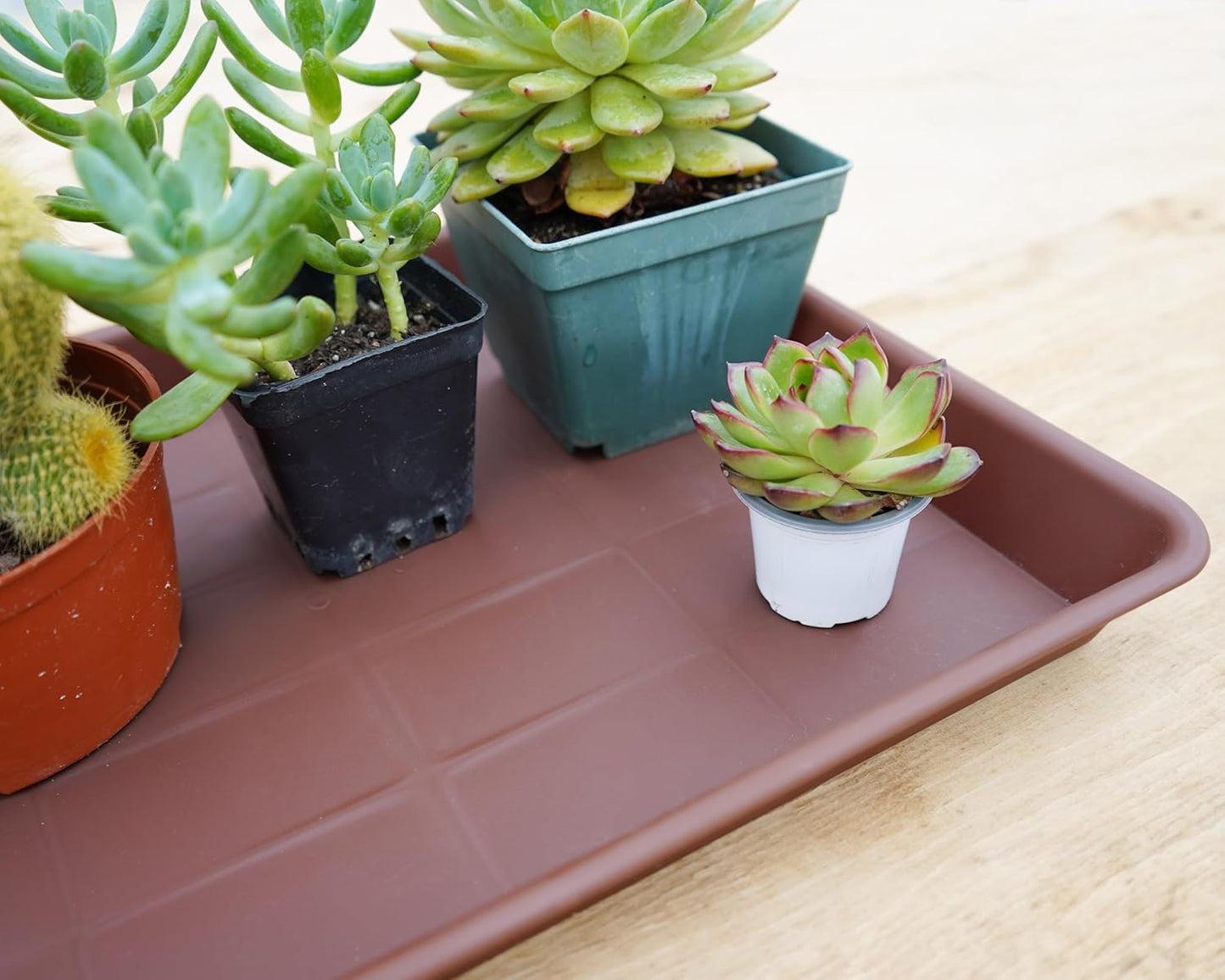 Plant Saucer Growing Tray, Seed Starter Tray Rectangular, Heavy Sturdy Plastic Plant Saucers Drainage Trays, Plant Drip Trays for Pots, Seed Starter Growing Tray (11 x 9 inch, 6 Pack)