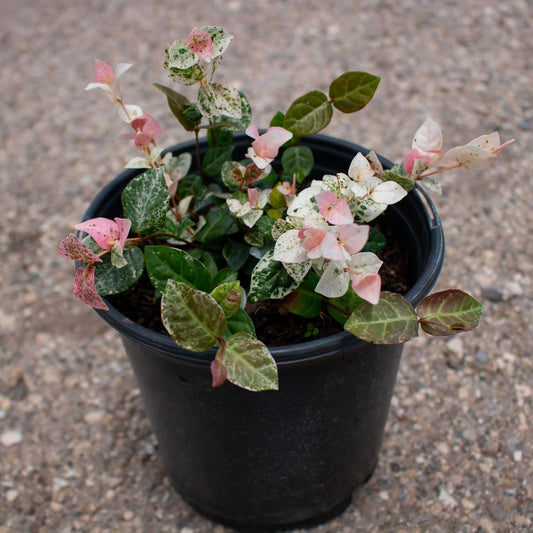 American Plant Exchange Snow & Summer Jasmine – 6-Inch with Pot – Live Fragrant Flowering Climbing Vine, Ideal for Trellises, Garden Beds, or Patio Decor