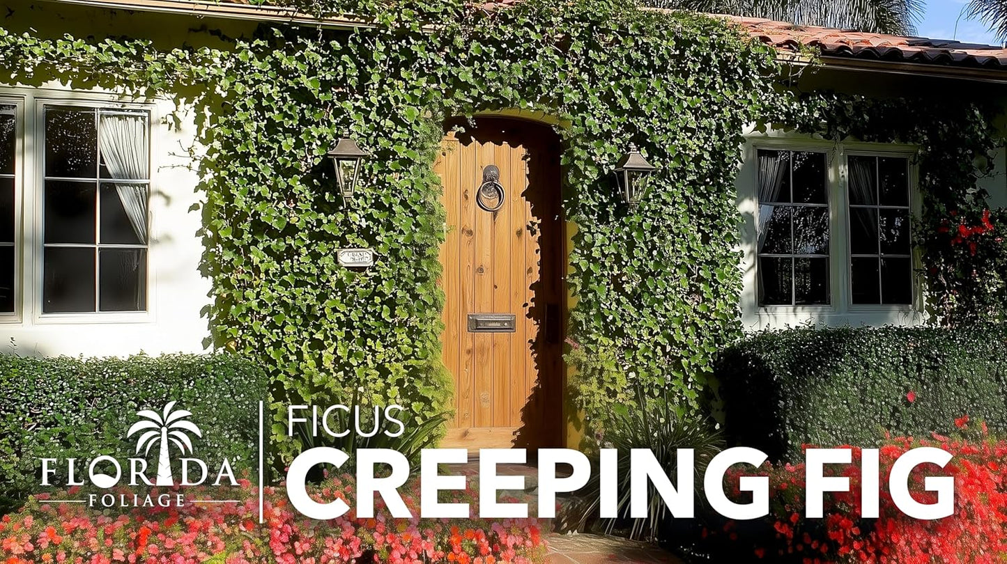 Creeping Fig Vine | 50 Live Plants | Ficus Pumila | Fast-Growing Ground Cover | Evergreen Climbing Vine for Walls & Trellises