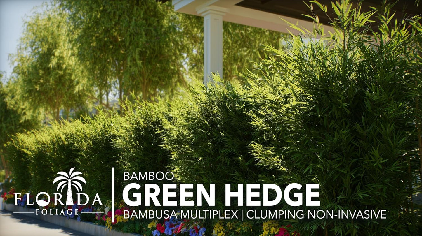 Green Hedge Bamboo | 2 Extra Large 3 Gallon Plants | Bambusa multiplex | Fast Growing Privacy Screen | Clumping Bamboo for Landscapes Gardens Walkways Accent Foundation Beds Decorative Garden