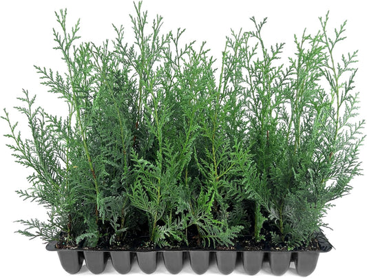 Leyland Cypress | 10 Live Plants | Cupressocyparis leylandii | Fast Growing Privacy Trees, Evergreen Landscape Plants, Drought Tolerant, Low Maintenance, Windbreak, Hardy