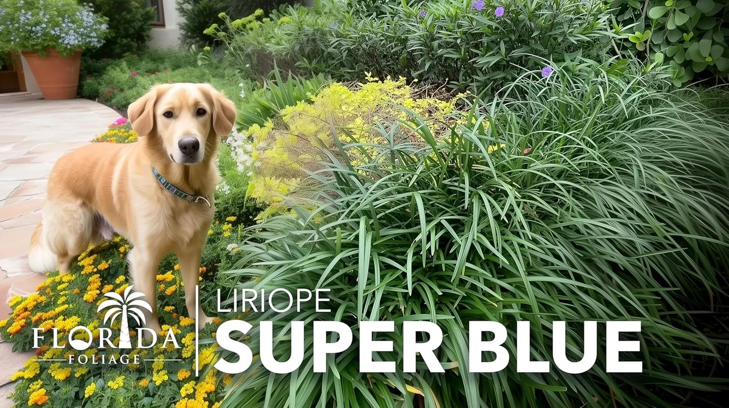Liriope Super Blue | 10 Live Plants | Liriope muscari 'Super Blue' | Ornamental Ground Cover Plants | Shade-Tolerant Landscaping Perennial