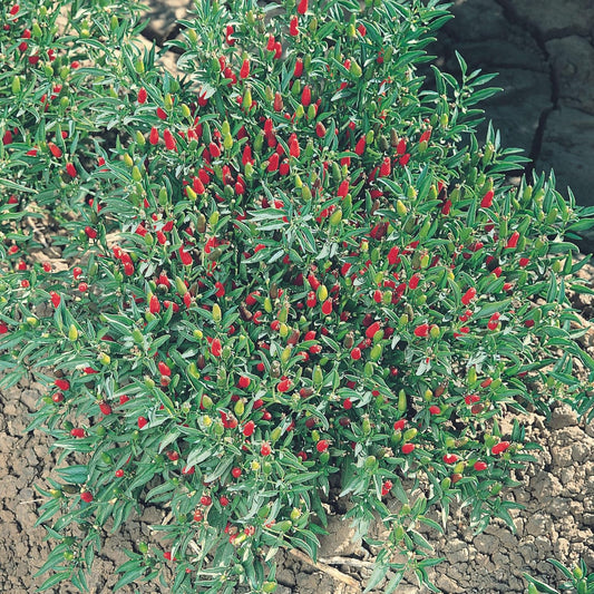 Thai Ornamental Hot Pepper 4 Oz ~48,800 Seeds – Non-GMO, Heirloom, Open-Pollinated – 50K–100K SHU – Compact, Upright Plants – Edible & Decorative – Heat-Tolerant