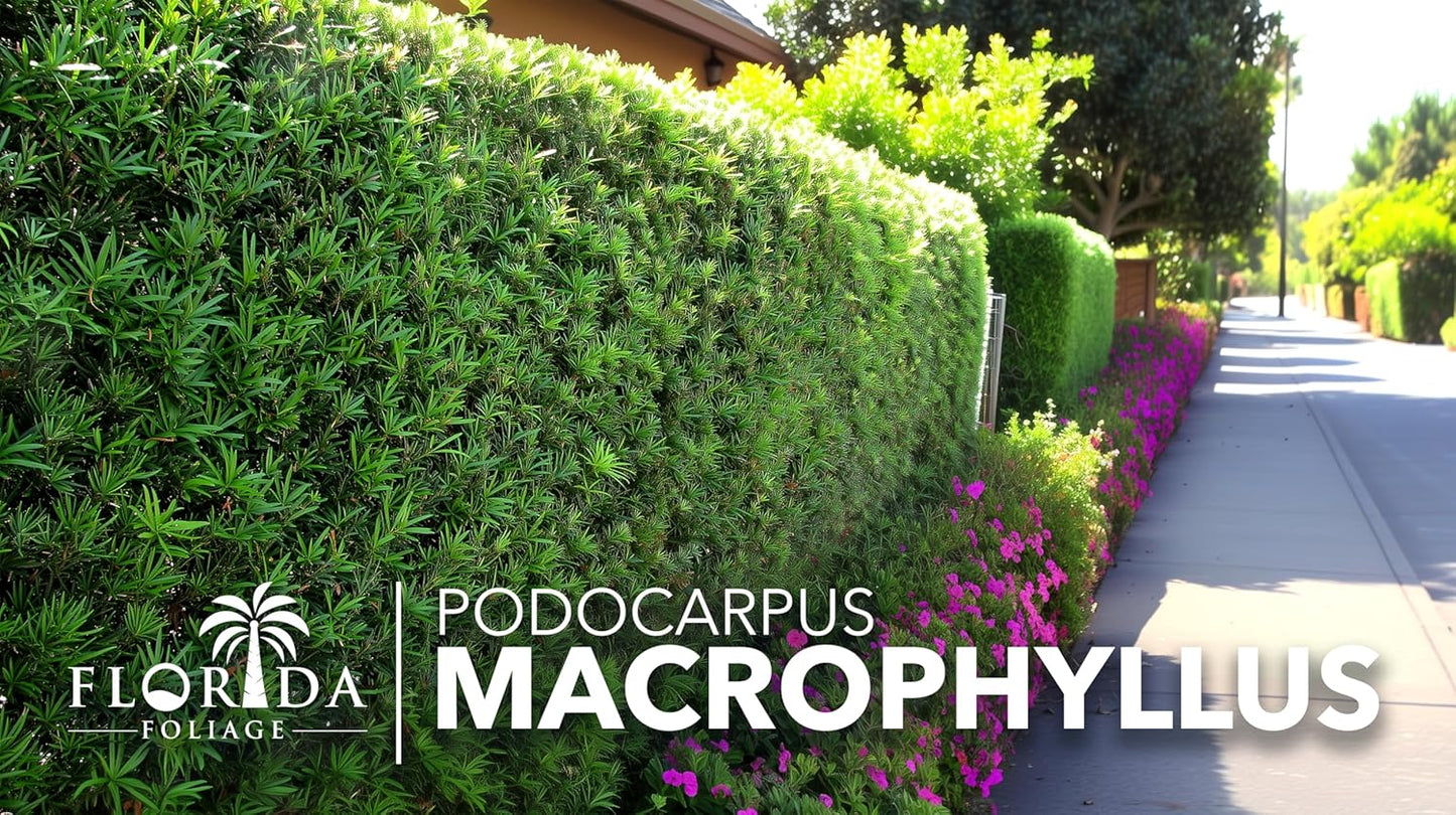Podocarpus Macrophyllus Japanese Yew | 50 Live Plants | Podocarpus macrophyllus | Privacy Hedge Shrub | Evergreen Landscaping Plants for Gardens & Borders