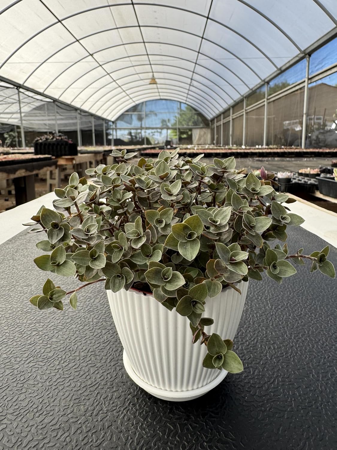 Turtle Vine with White Stripe Succulent, Live Callisia Repens Sedum Succulent in 4" Pot, House Plant Home Office Wedding Decoration DIY Projects Party Favor