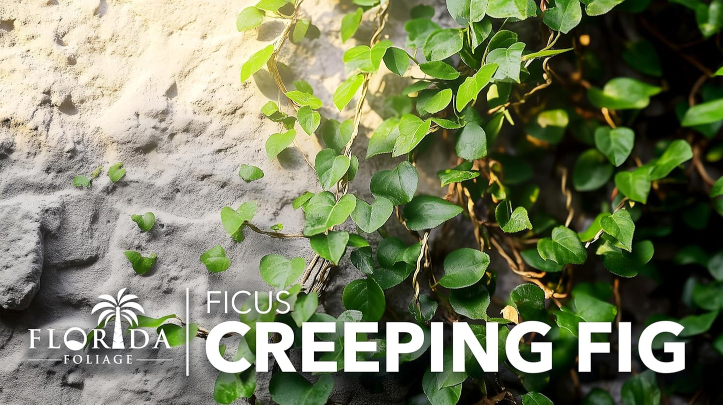 Creeping Fig Vine | 30 Live Plants | Ficus Pumila | Fast-Growing Ground Cover | Evergreen Climbing Vine for Walls & Trellises