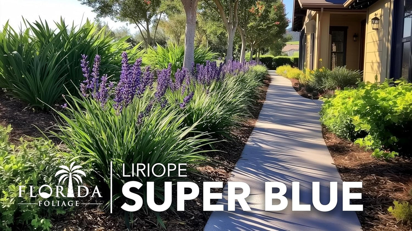 Liriope Super Blue | 10 Live Plants | Liriope muscari 'Super Blue' | Ornamental Ground Cover Plants | Shade-Tolerant Landscaping Perennial