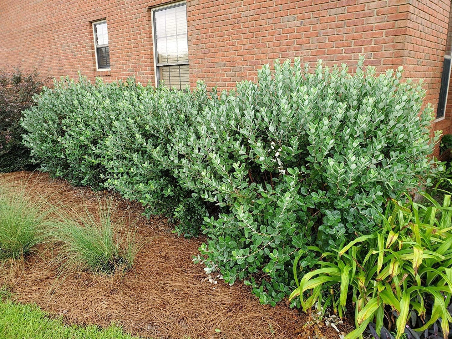 Pineapple Guava | 1 Large Gallon Size Plant | Feijoa Sellowiana | Edible Fruit Shrub and Fragrant Flowering Foliage