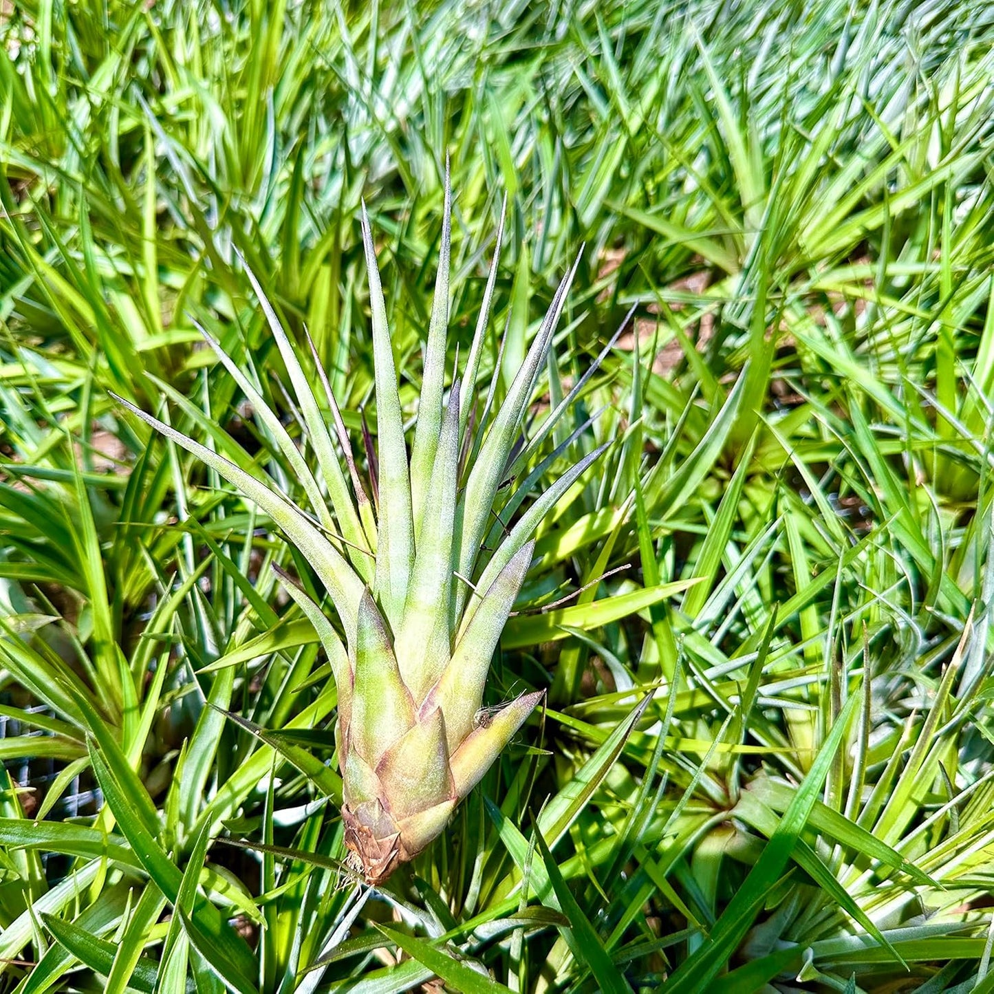 Air Plants - Tillandsia Fasciculata Tricolor, Large 4-6" - 1ct - Live Arrival Guaranteed - House Plants for Home Decor & Gift
