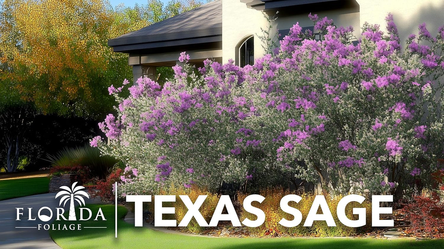 Texas Sage | 10 Live Plants | Leucophyllum frutescens | Drought-Tolerant Shrub for Landscaping | Hardy Evergreen with Silver Foliage and Purple Blooms