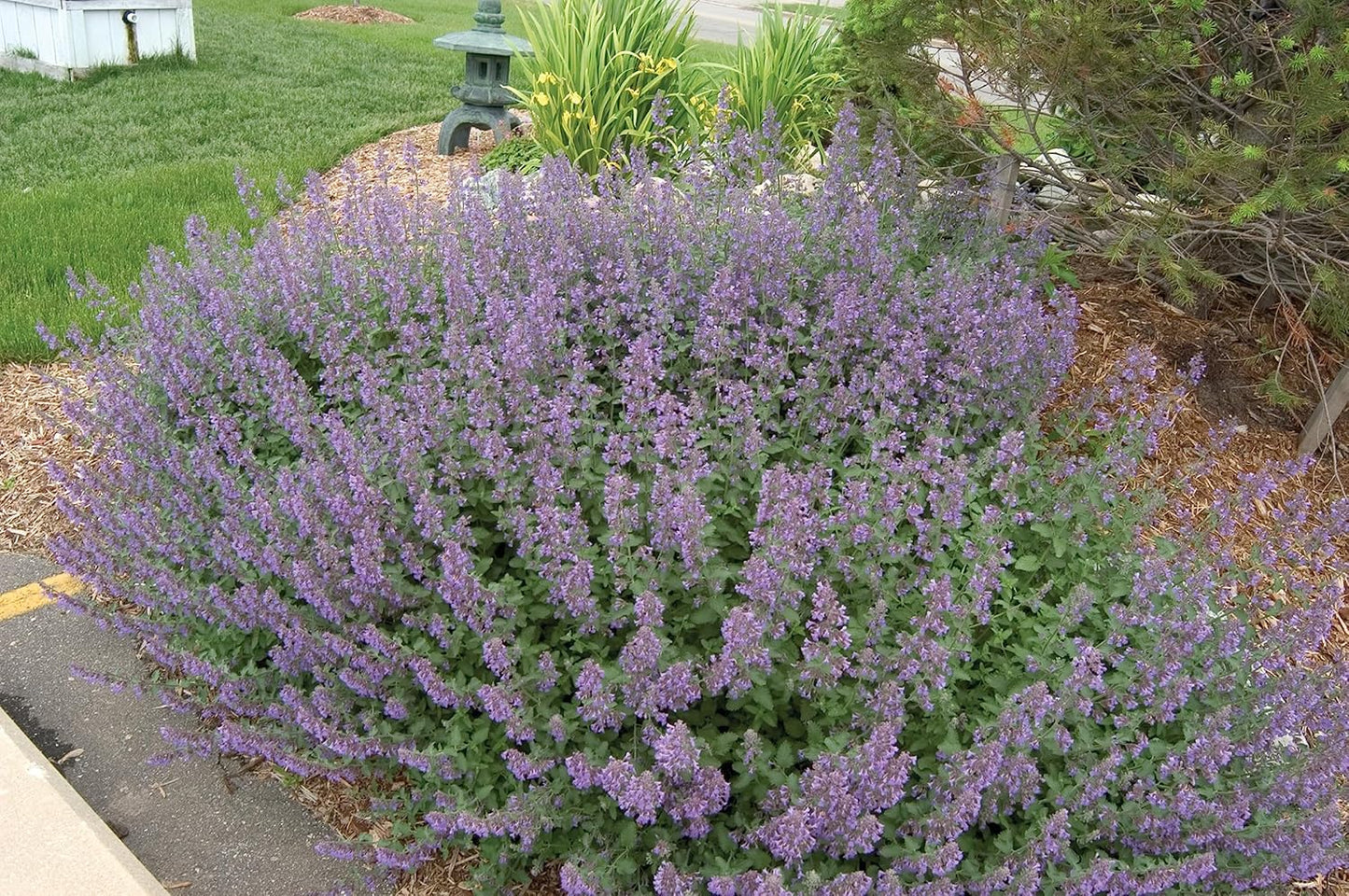 Greenwood Nursery: Live Perennial Plants - 'Walkers Low' Catmint + Nepeta × Faassenii - [Qty: 3X Pint Pots] - (Click for Other Available Plants/Quantities)