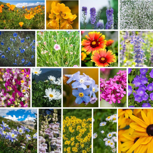 Rocky Mountain Wildflower Seeds Mix - 4 oz Seed Pouch - 22 Wild Flower Seed Varieties - Annuals, Perennials and Bi-Annuals - Flower Garden