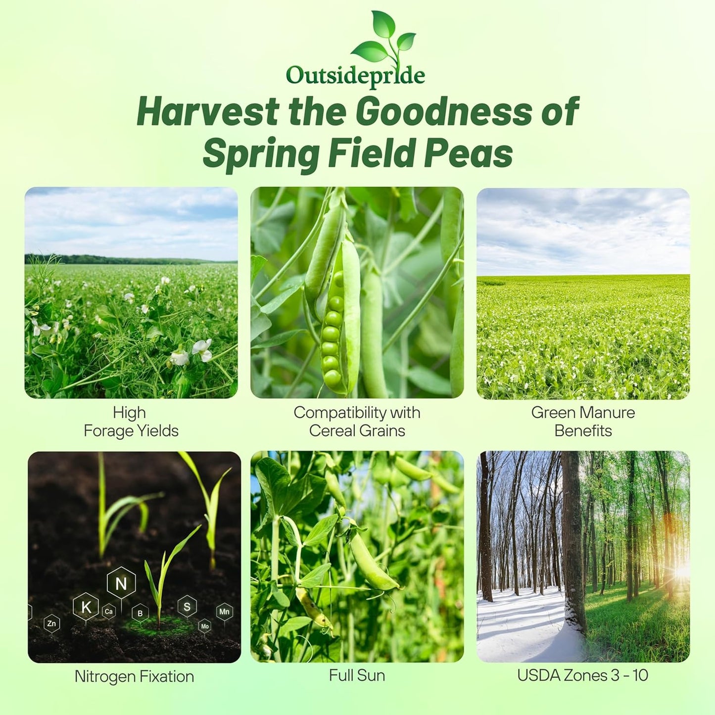 Outsidepride Dundale Spring Field Peas Seeds - 1 lb. Annual, High-Protein Legume & Cover Crop Seeds for Forage, Food Plot, Gardens & Pastures - Ideal for Improving Soil Health, & Erosion Control