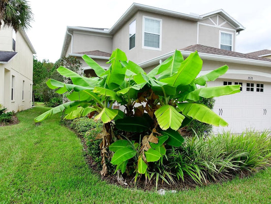 Greenwood Nursery: Live Perennial Plants - Musa Basjoo Cold Hardy Banana - [Qty: 10x Pint Pots] - (Click for Other Available Plants/Quantities)