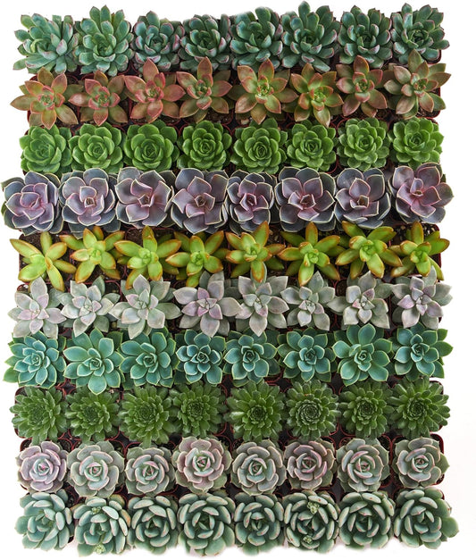Shop Succulents Rosette Succulent Plant Pack Collection - Live Mini Succulent Plants, Low Maintenance, Floral Shaped Mix of Colors & Textures - Wedding and Party Favors, Gift & Garden, Pack of 100