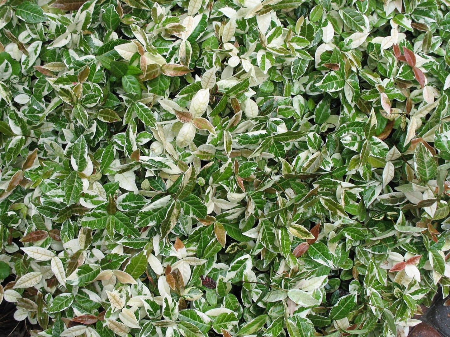 Jasmine Asiatic Variegated Plants | 1 Live 4 Inch Pot | Trachelospermum Asiaticum 'Variegata' | Fragrant Ground Cover | Evergreen Vine