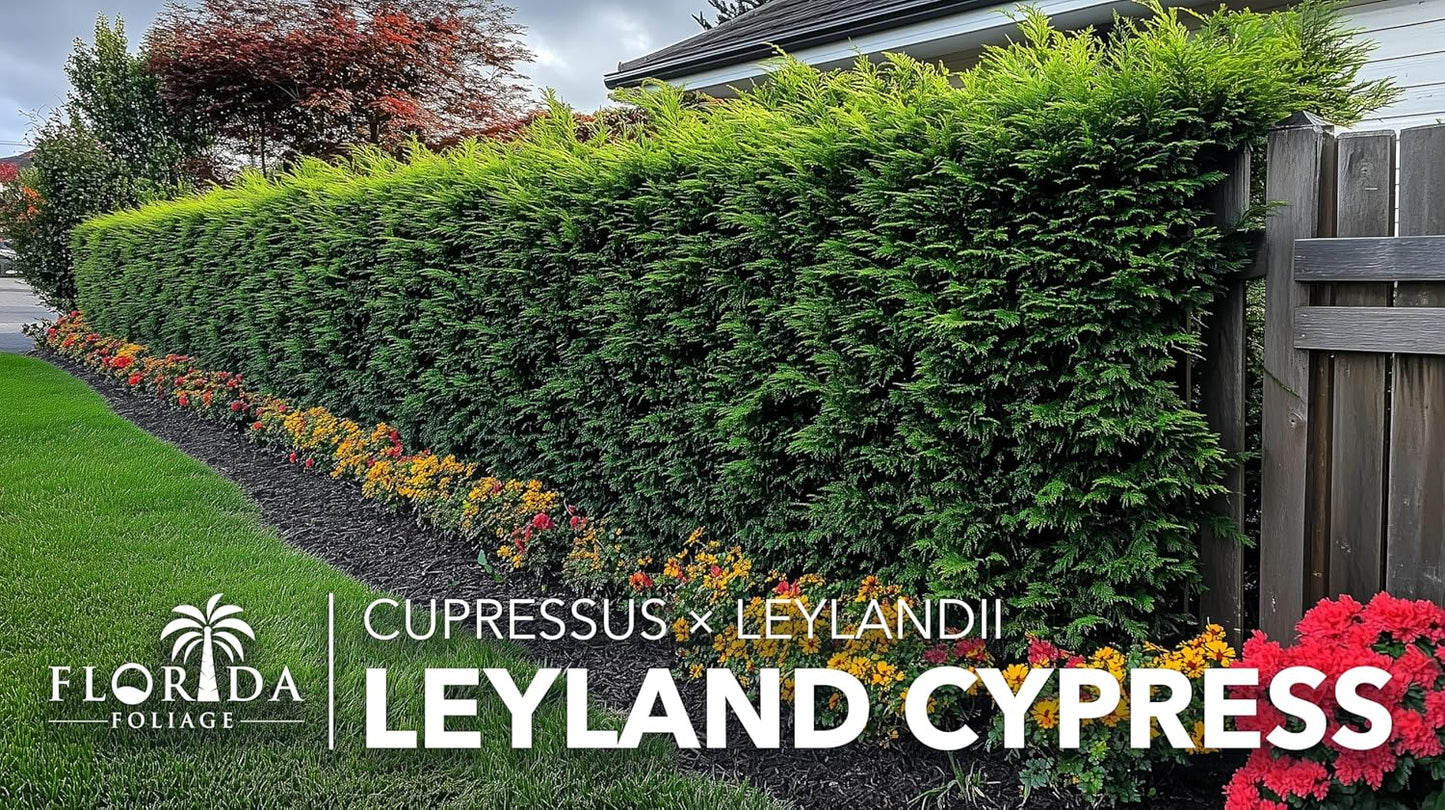 Leyland Cypress | 40 Live Plants | Cupressocyparis leylandii | Fast Growing Privacy Trees, Evergreen Landscape Plants, Drought Tolerant, Low Maintenance, Windbreak, Hardy