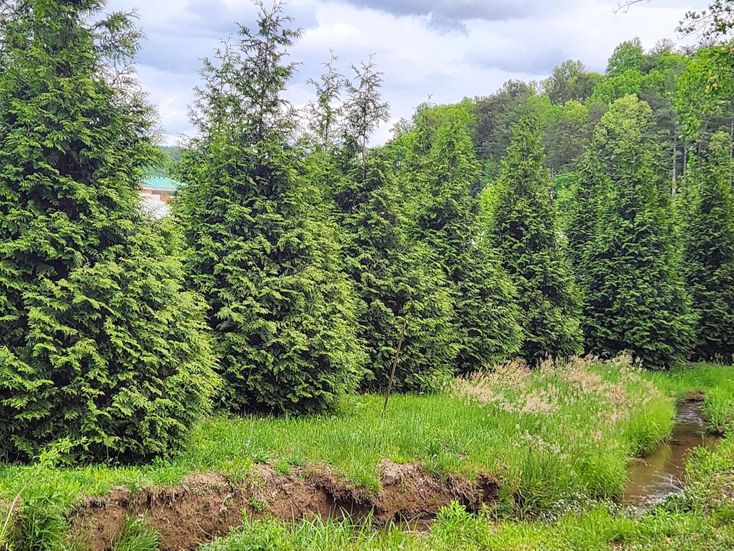 Thuja Green Giant Arborvitae Tree, 3 Inch Pot