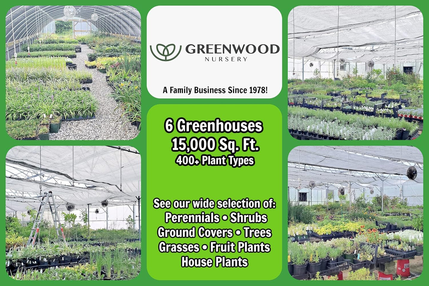 Greenwood Nursery: Live Perennial Plants - Bee Balm Jacob Cline + Monarda Didyma - [Qty: 5X Pint Pots] - (Click for Other Available Plants/Quantities)