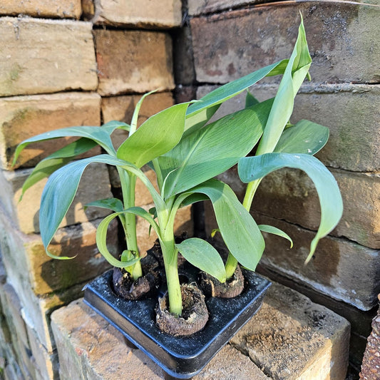 Set of 4 Dwarf Cavendish Banana Plants - Indoor/Outdoor Edible Fruit Trees - Fast Growing, Max Height 7 Feet