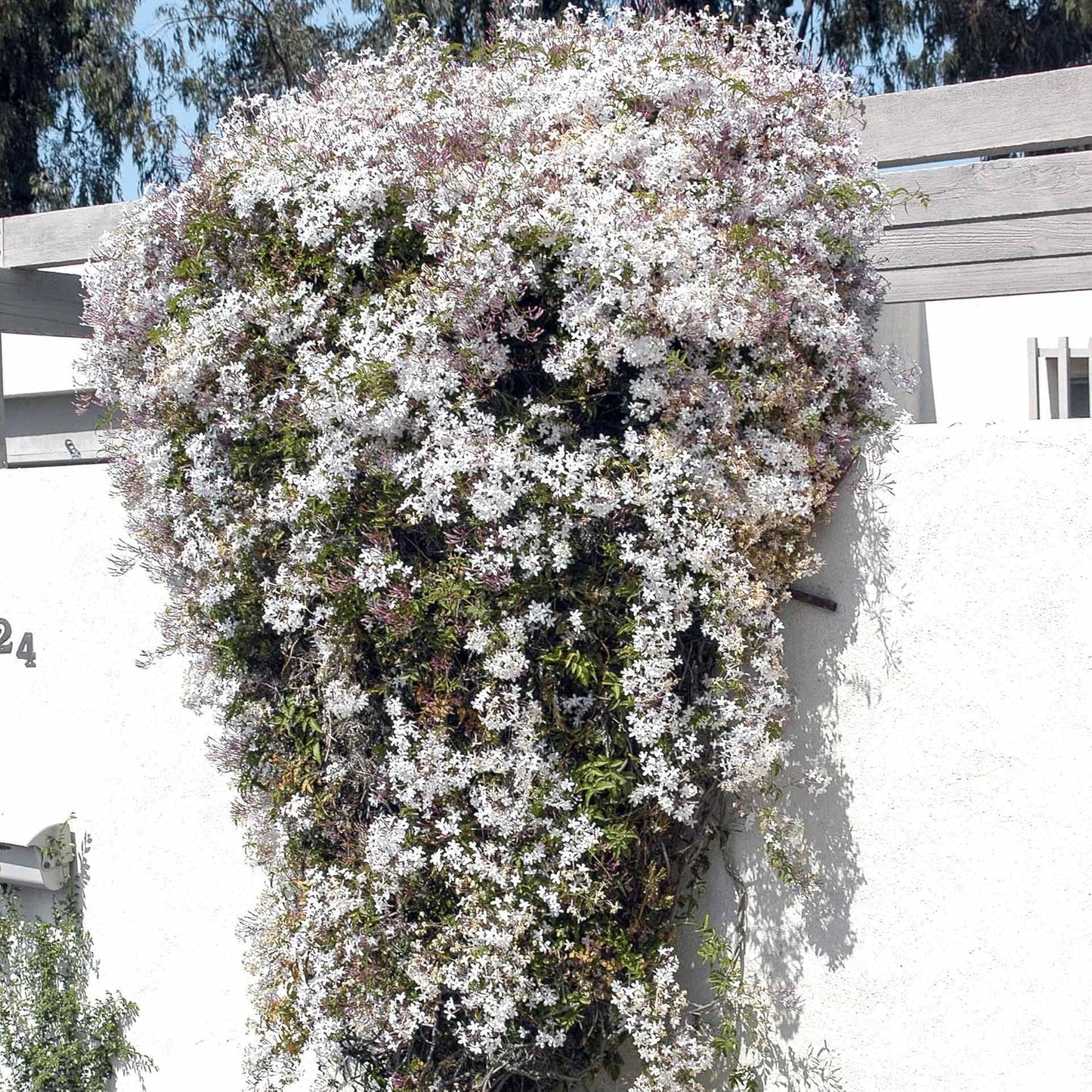 Pink Jasmine Vine - Jasminum Polyanthum - Fragrant & Blooming, Perfect for Indoor/Outdoor Decor (2 Pink jas Cups)