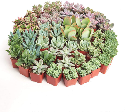 Shop Succulents Assorted Succulent Plant Pack Collection - Live Mini Succulent Plants, Low Maintenance, Mixture of Colors & Textures - Wedding and Party Favors, Gift & Garden, Pack of 32
