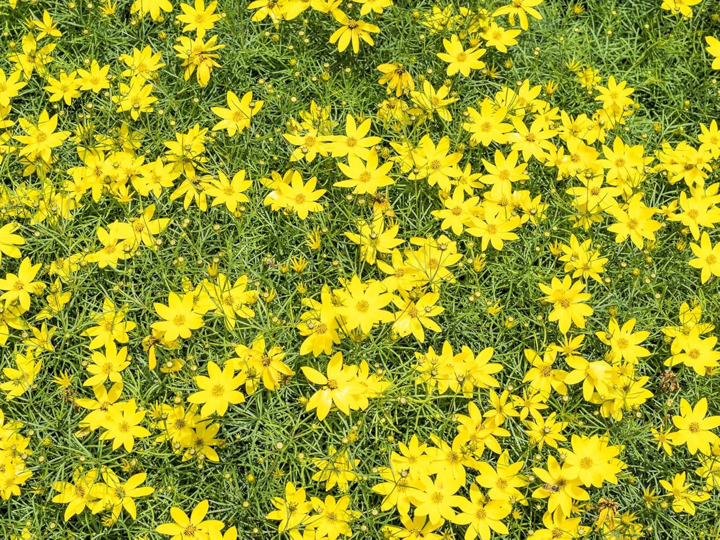 Greenwood Nursery: Live Perennial Plants - Nana Mouse Ear Tickseed + Coreopsis Auriculata - [Qty: 2X Pint Pots] - (Click for Other Available Plants/Quantities)