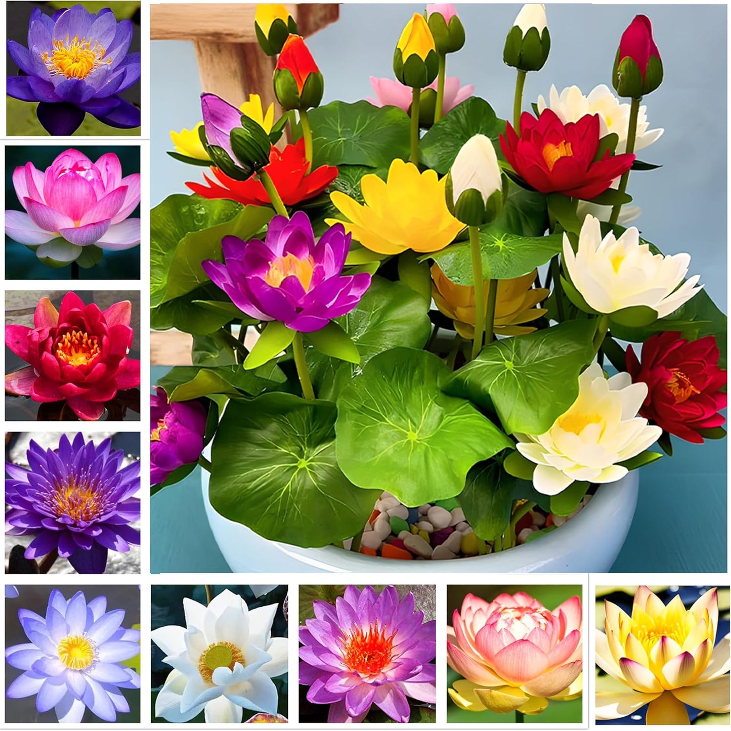 Big Pack Planting Water Features Bonsai Lotus Flower Seeds Indoor Outdoor 160pcs Bowl Lotus Seeds Mixed Lotus Seeds for Garden Pond Grow Easily Low Maintenance