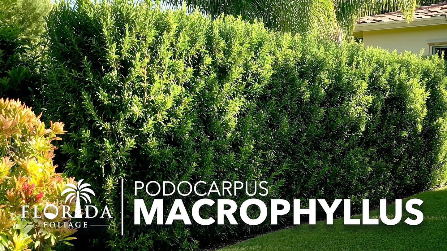Podocarpus Macrophyllus Japanese Yew | 60 Live Plants | Podocarpus macrophyllus | Privacy Hedge Shrub | Evergreen Landscaping Plants for Gardens & Borders