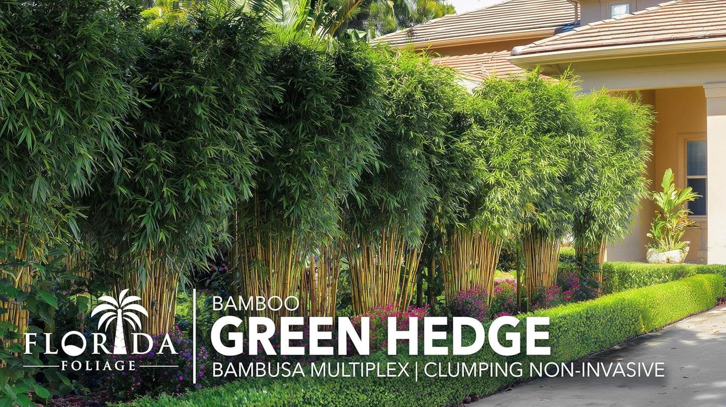Green Hedge Bamboo | 1 Large Gallon Size Plant | Bambusa multiplex | Fast Growing Privacy Screen | Clumping Bamboo for Landscapes Gardens Walkways Accent Foundation Beds Decorative Garden