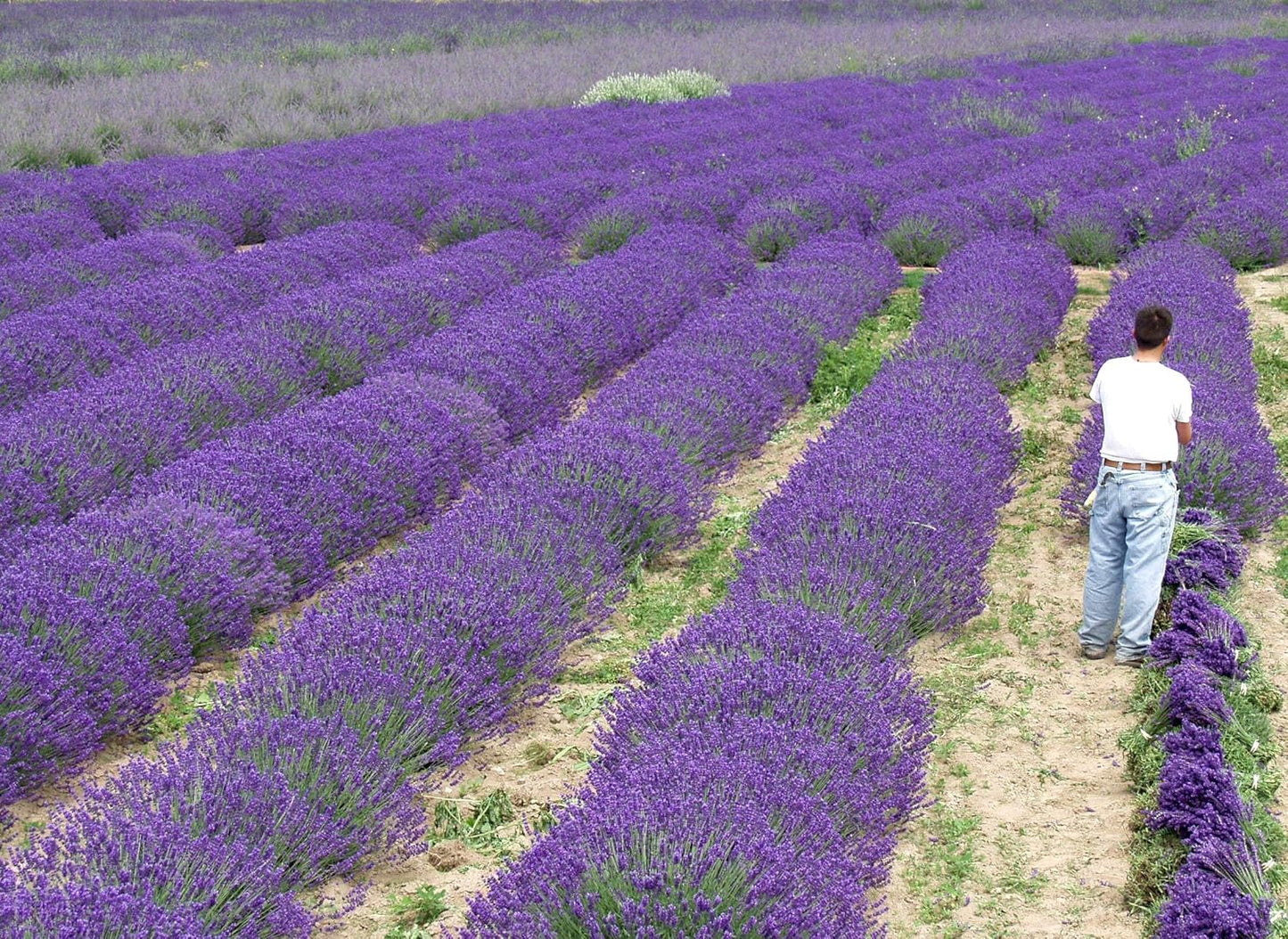 L+ French Provence Lavender 4-Pack – 6–12" Tall Live Plants with Fragrant Blue-Purple Blooms in 4" Pots – Hardy, Aromatic & Perfect for Outdoor Décor & Pollinator Gardens