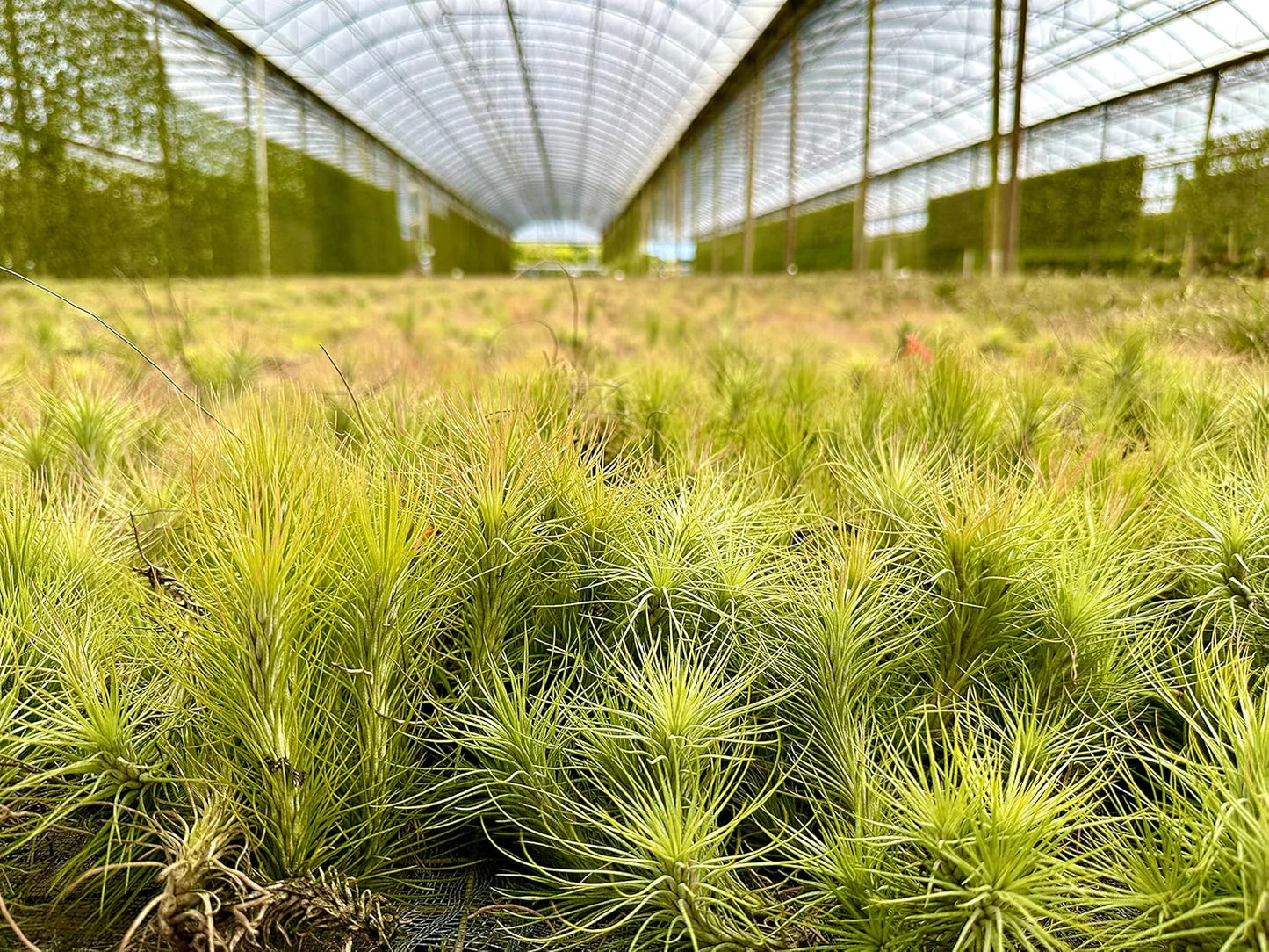 Air Plants - Tillandsia Funckiana, Large 5" - 5ct - Live Arrival Guaranteed - House Plants for Home Decor & Gift